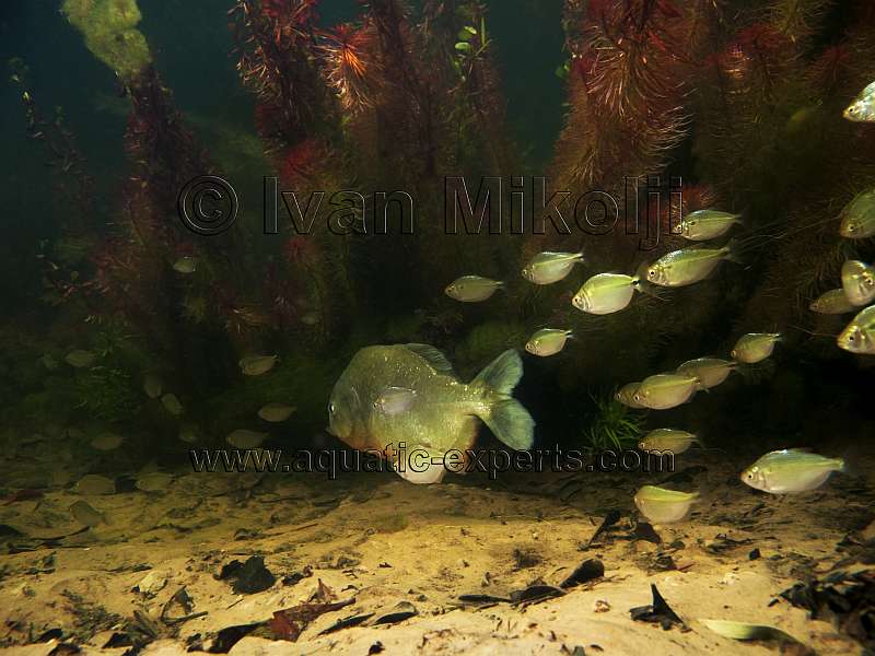 piranas caribes de venezuela